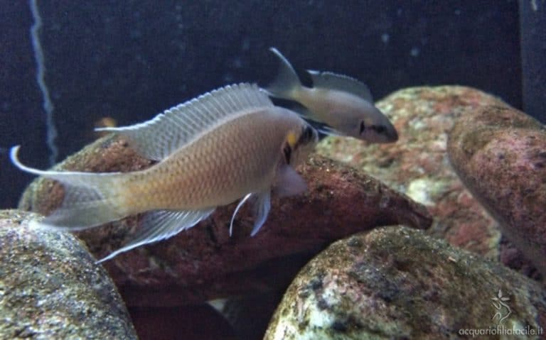 Neolamprologus brichardi riproduzione