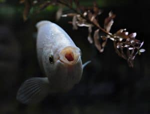 Gourami