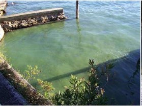 Cianobatteri (Planktothrix rubescens), Lago Albano, marzo 2007