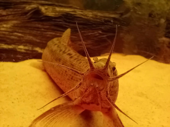 Misgurnus anguillicaudatus