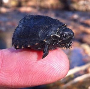 Sternoterus odoratus groverbrown