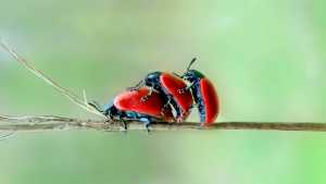 Guppy: lo stalker