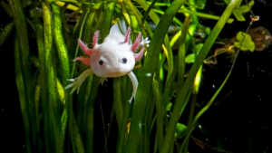 axolotl