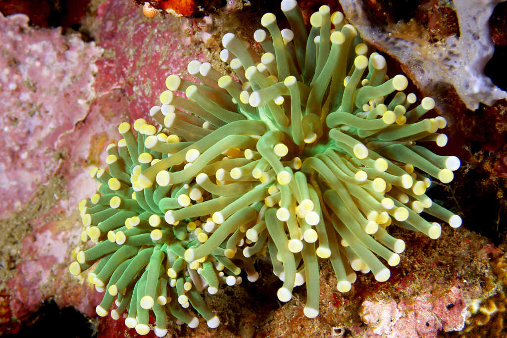 Corallo LPS Euphyllia Glabrescens con polipi estroflessi