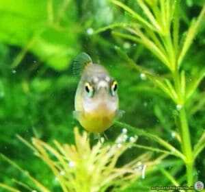 Food for Rasbora Galaxy