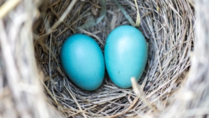 Incubatrice per uova «egg tumbler»