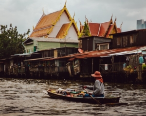 Canali di Bangkok abitati dai Trichopsis vittata