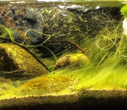 Video articolo: Rimozione manuale delle alghe in acquario