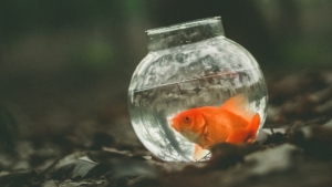L'acquario per il pesce rosso (Carassius auratus)