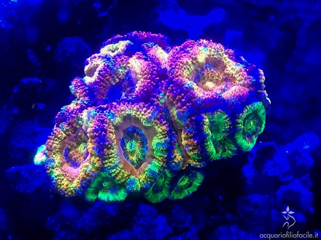 Acanthastrea rainbow, corallo duro LPS