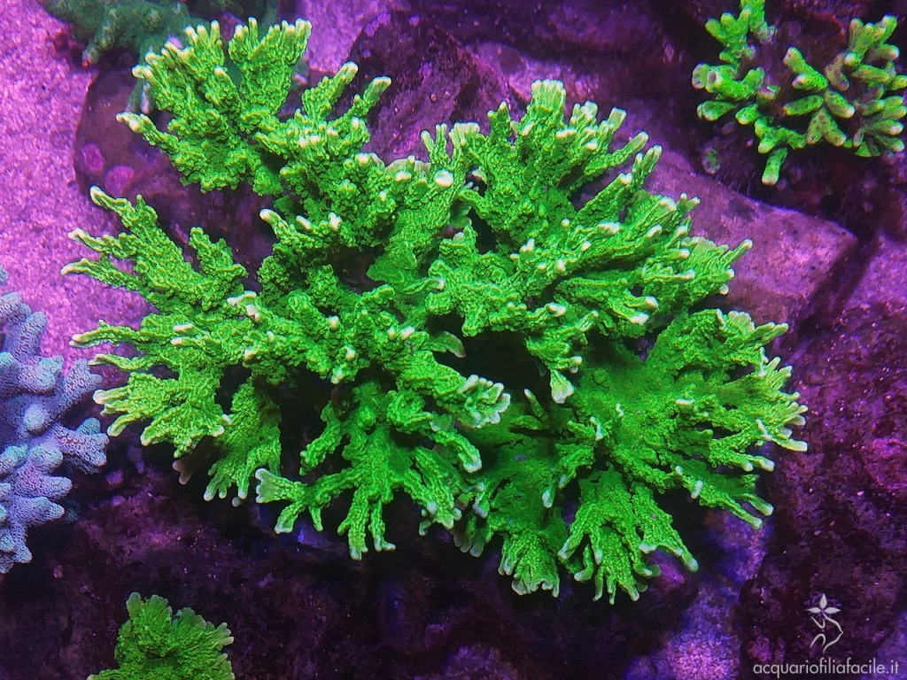 Montipora stellata, un corallo duro SPS