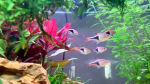 Schiusa delle uova di Rasbora