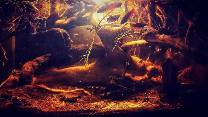 black walter per betta