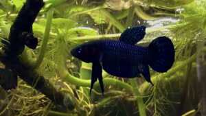 Betta palangkaraya