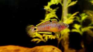 Tateurndina ocellicauda