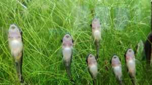 otocinclus