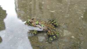 Bombina orientalis
