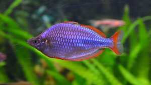 Melanotaenia praecox