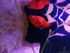 platy Red wagtail