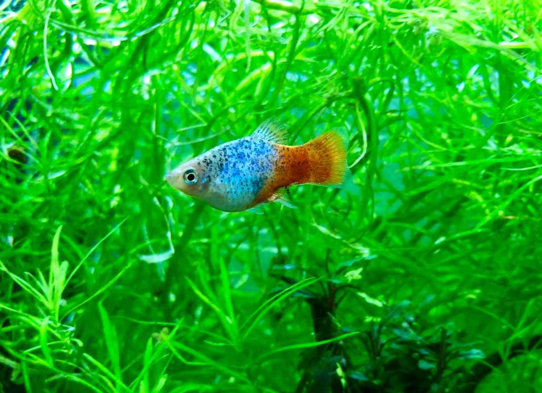 platy blu sunshine