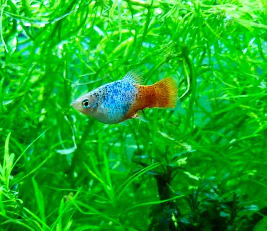 platy blu sunshine