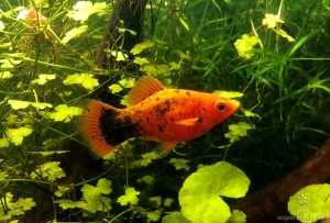 platy variegato