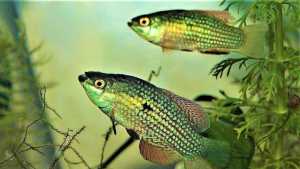 JORDANELLA FLORIDAE