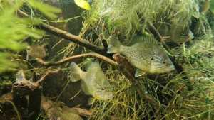 Lepomis Gibbosus o Persico-Sole