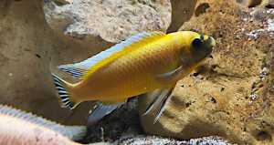 Labeotropheus