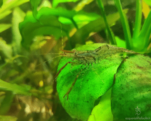 Macrobrachium assamense